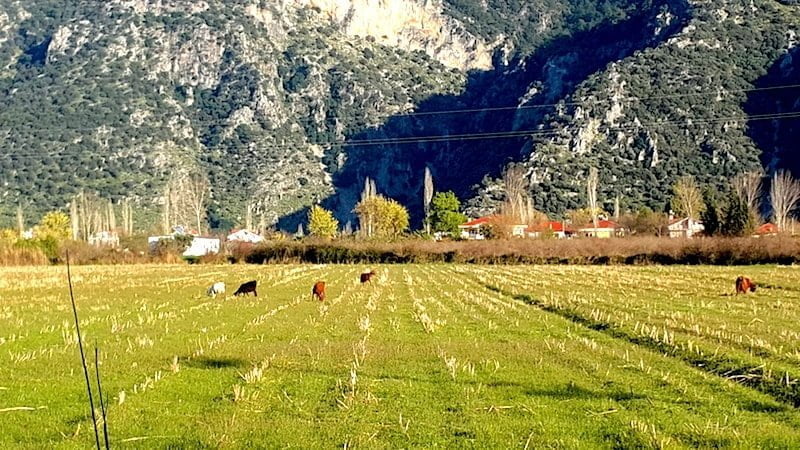 Fields around the Iztuzu Beach road