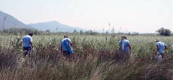 Dalyan Mosquito Combat 7