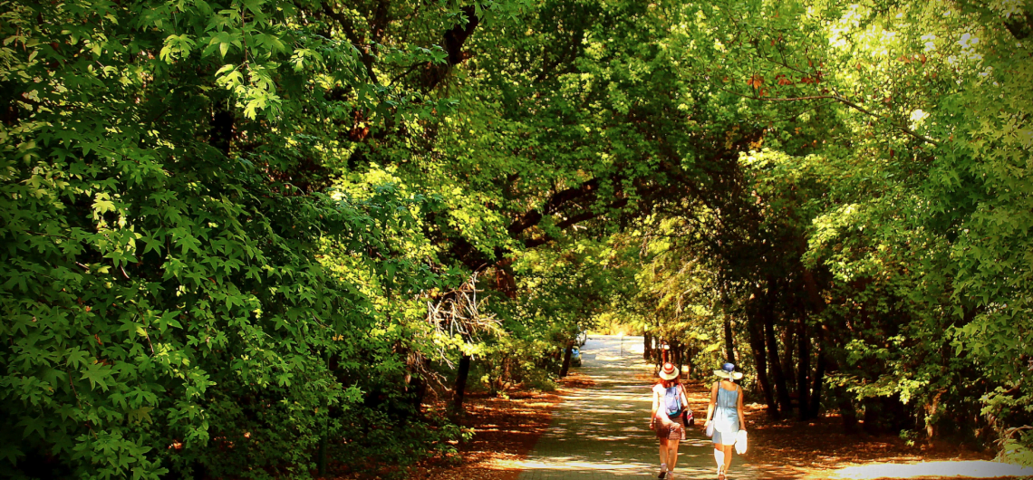 Liquid Ambar (Sweetgum) Forrests is Marmaris Area