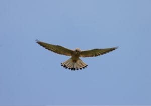 41_kestrel