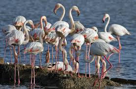 flamingoes