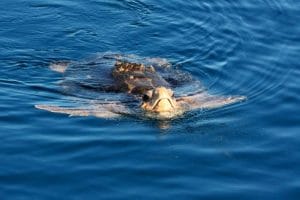 loggerhead2_blairwitherington_ffwcc