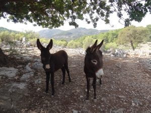 Locals donkeys