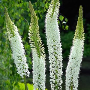 Turkish Herbs - Eremurus spectabilis