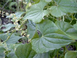 Turkish Herbs Tamus_communis