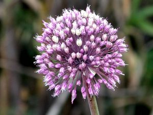 Turkish herbs - Allium