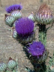 Turkish Herbs - Onopordum illyricum