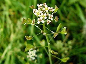 Capsella Bursa-pastoris