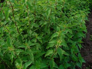 Turkish herbs - Urtica dioica