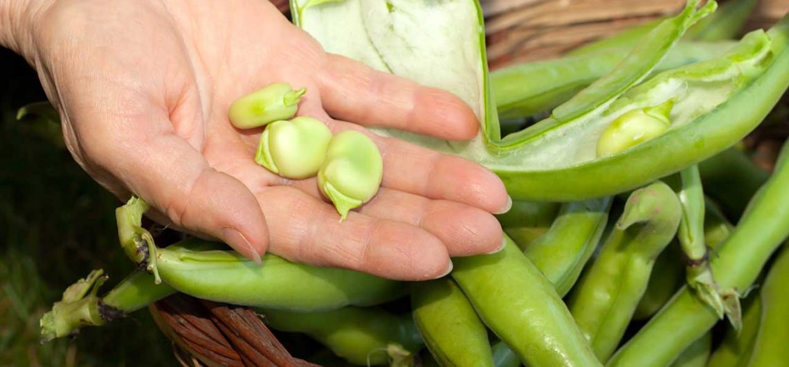 Broad Beans - Freshly picked