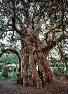 Ancient Trees - Fortingall Yew