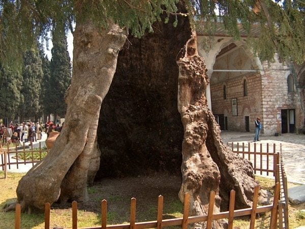 Ancient Trees - Oriental plane tree