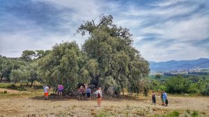 Ancient Trees - Wishing tree