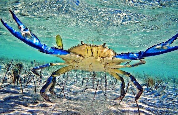 Blue Crabs in Dalyan - Life cycle and hunting regulations