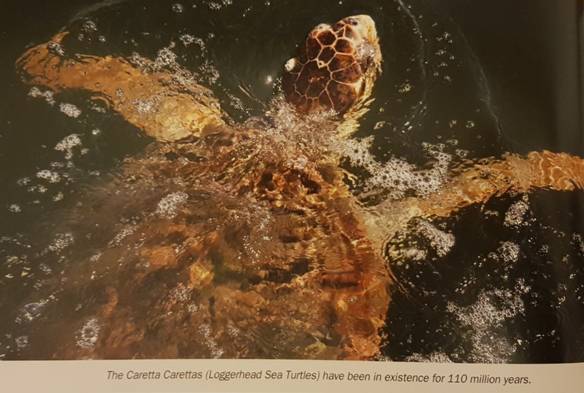 caretta in the sea - Dalyan Iztuzu Beach and Dalyan Gate