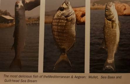 Mullet, Sea Bass, Sea Bream