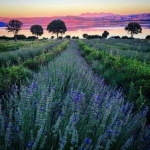 Lisinia project - burdur lavender fields - Saggalassos - 61
