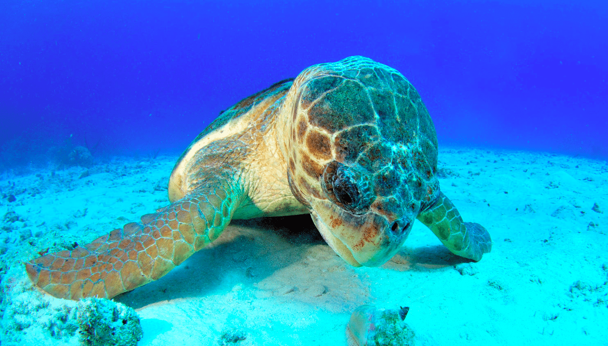 Loggerhead Sea Turtle (Caretta Caretta) - 1