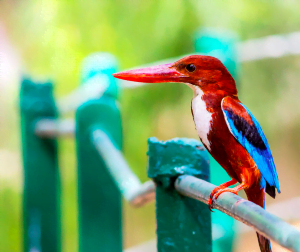 White Throated Kingfisher