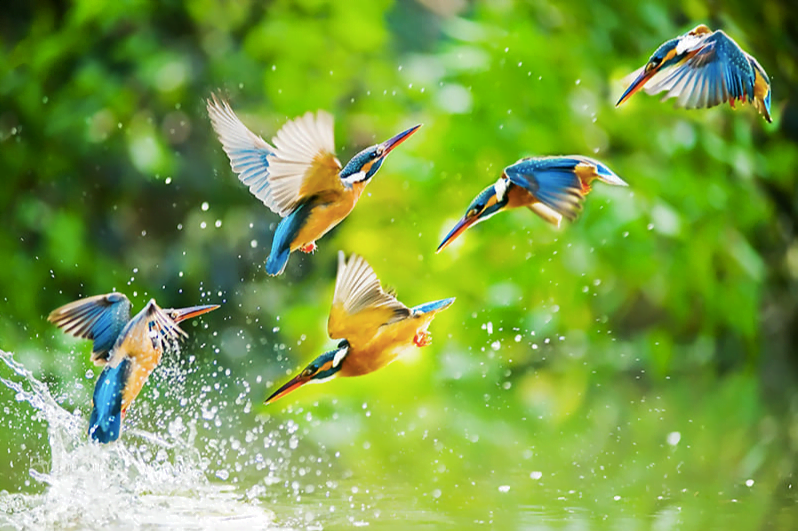 Alcedo Atthis (Common Kingfisher)