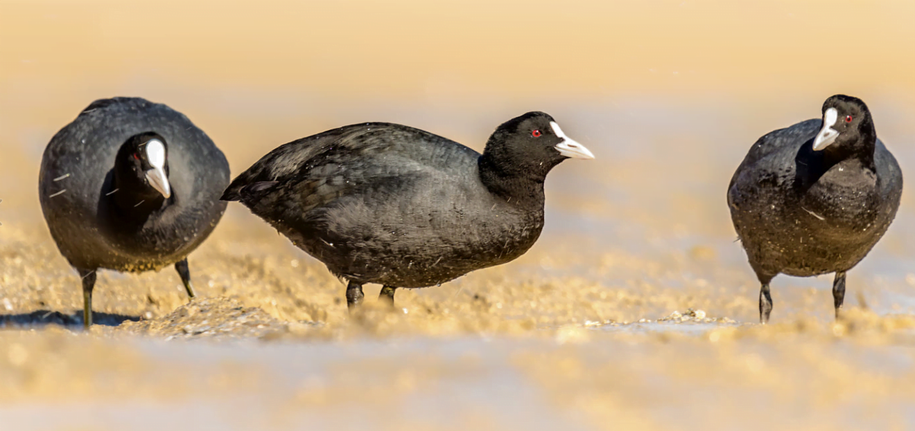 Eurasian Coot (Fulica Atra)