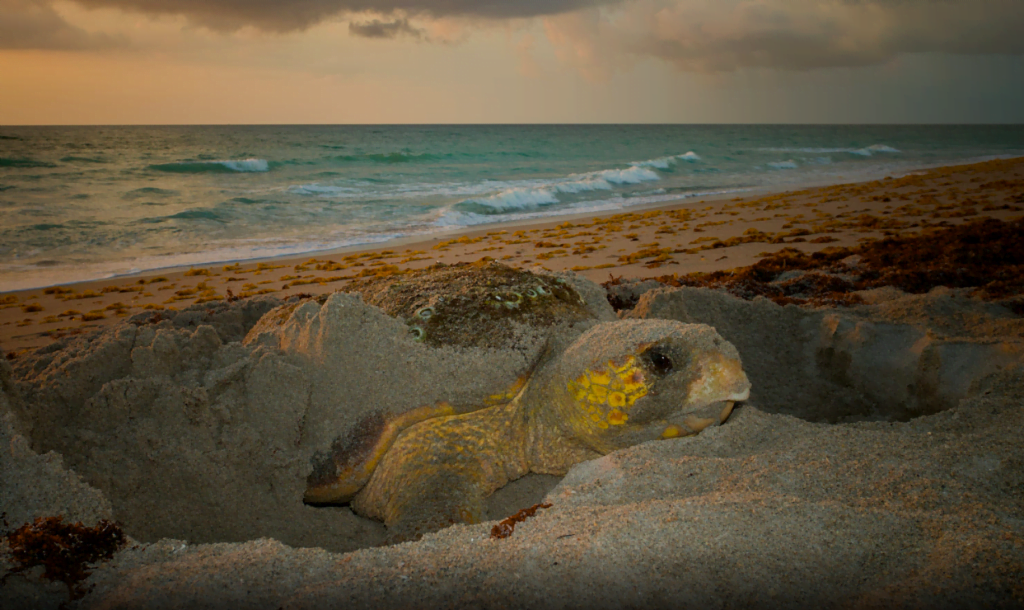 Female Caretta Caretta finishing up the nest after laying her eggs