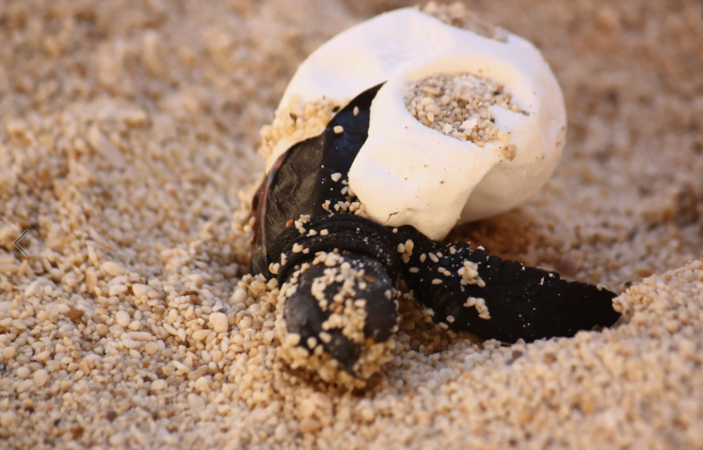 The tusk-like projection on the heads of the young turtles