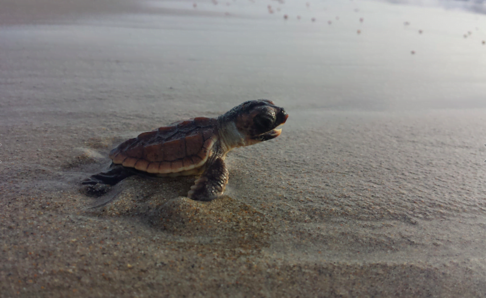 A loggerhead hatchling