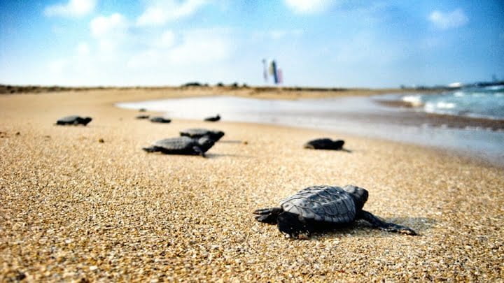 Dalyan Turtle Hospital - caretta caretta, iztuzu, sea turtle,