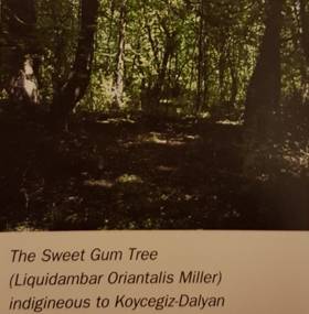 the sweet gum tree