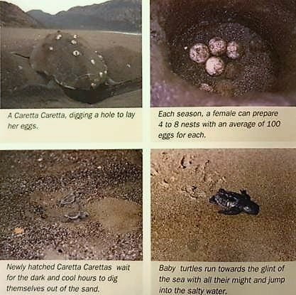 caretta caretta digging a hole to lay her eggs