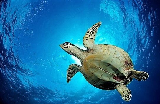 male sea turtle