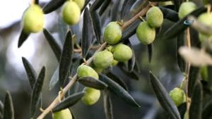 zeytin bahçesi