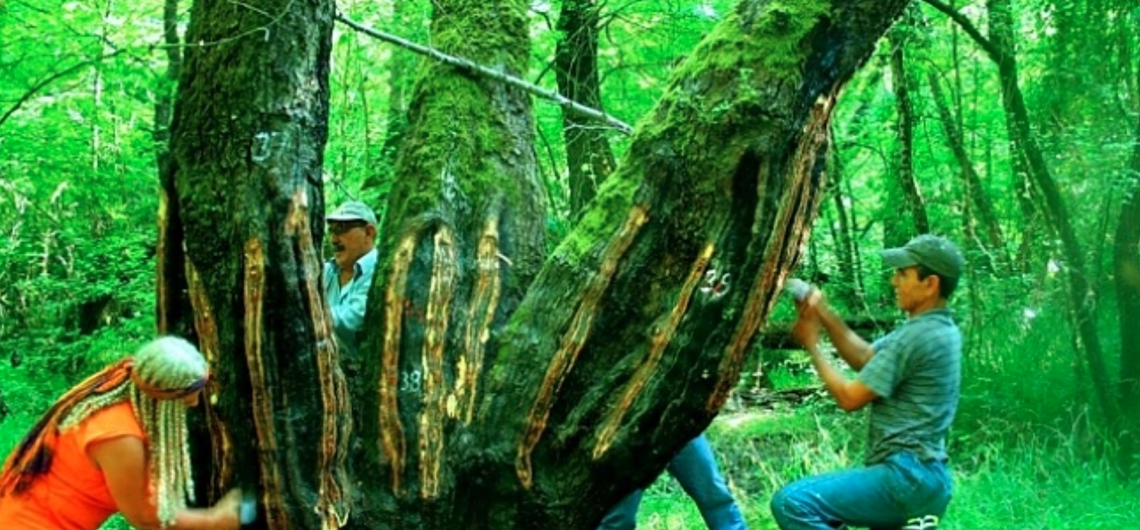 How Liquidambar Oil Extracted