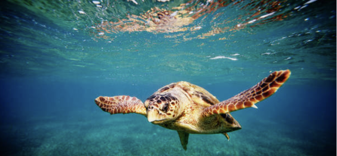 Caretta Caretta Swimming