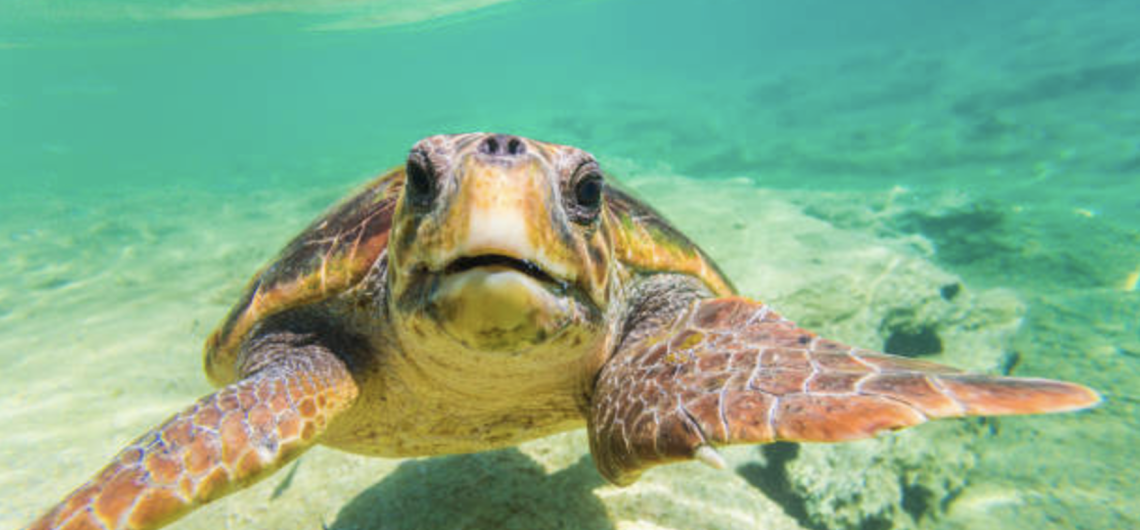 caretta Caretta Loggerhead Sea Turtle